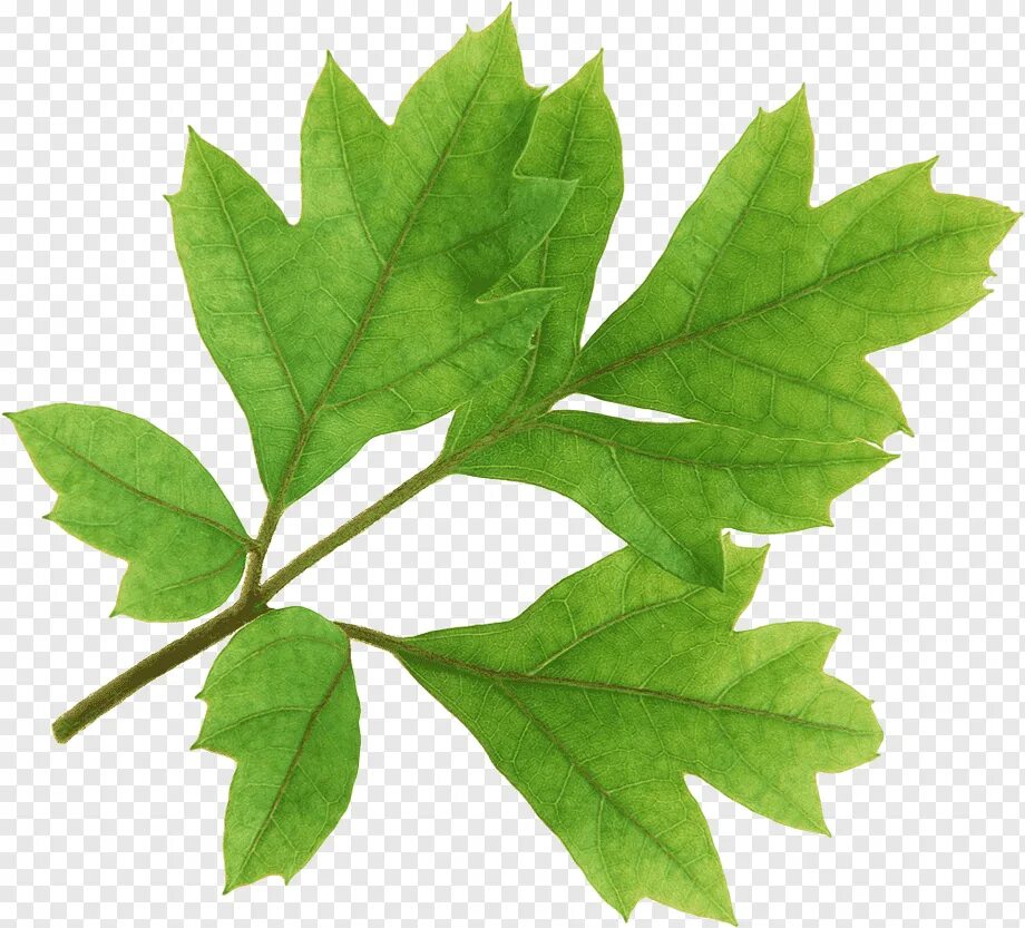 Tree leave
