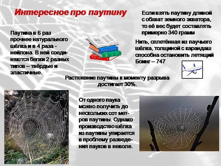 Почему пауки плетут паутину. Зачем паукам паутина. Паутина паука текст. Паук плетет паутину. Как паук плетет паутину.