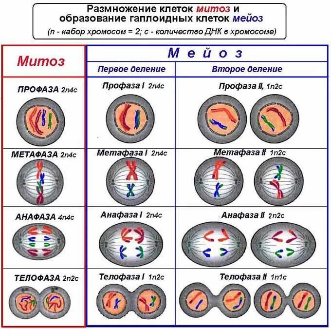 Какие клетки образуются в митозе и мейозе