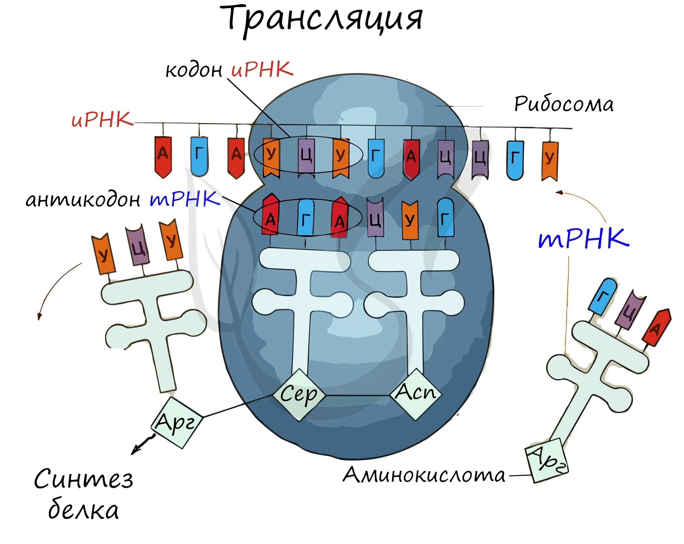 Схема процесса трансляции биология. Синтез белка транскрипция и трансляция. Трансляция биология. Транслокация Синтез белка.