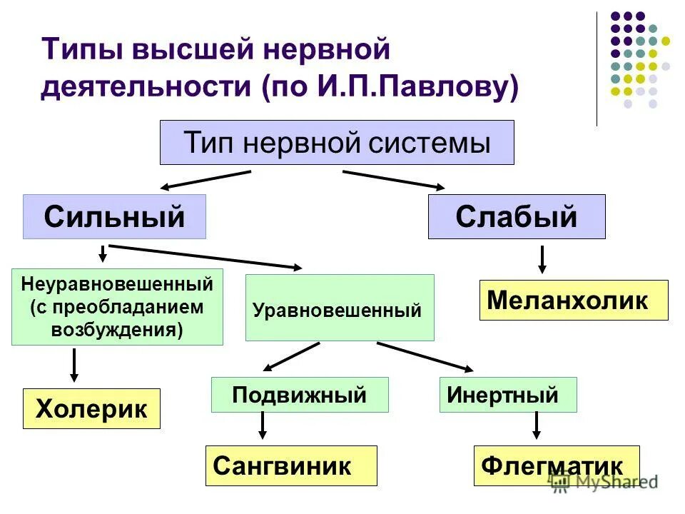 Сильный уравновешенный подвижный тип нервной