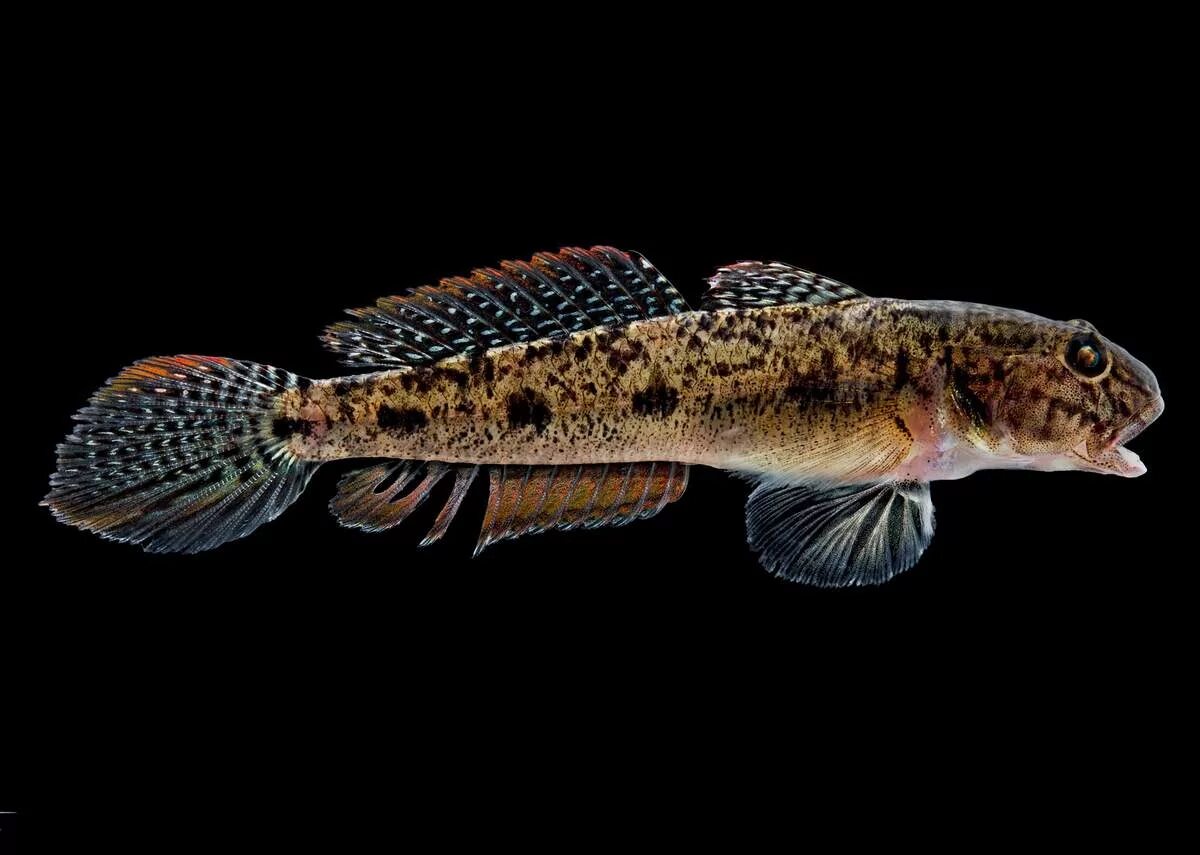 Рыбка бычок Речной. Бычок рыба Черноморский. Бычок ГОЛОВАЧ. Mesogobius batrachocephalus.