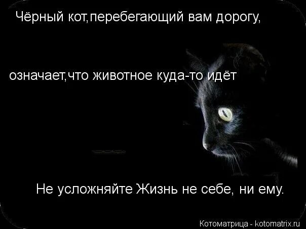 Если черный перейдет песня. Цитаты про черного кота. Цитаты про черных котов. Черный кот высказывания. Цитаты про черных кошек.