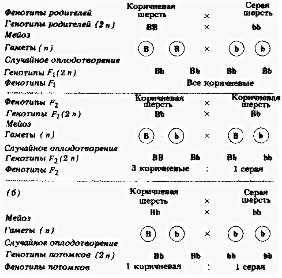 Генотип чистопородного. Генотип и фенотип схема. Как определить генотип родителей. Фенотип человека таблица. Виды мужского фенотипа.