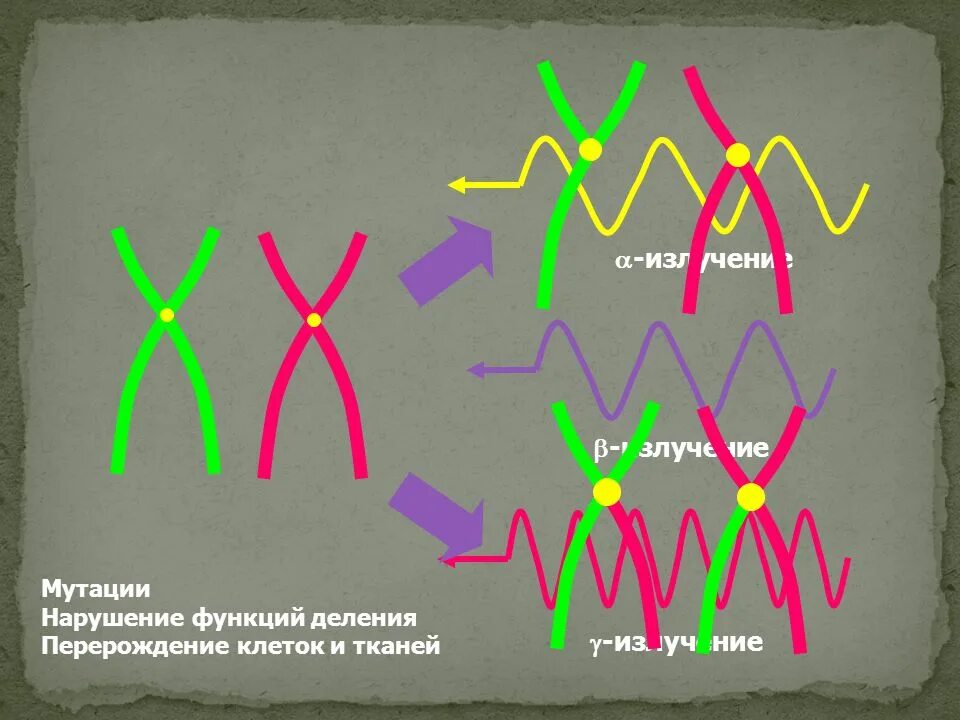 Мутации служат материалом для. Воздействие радиации на гены. генетические мутации из-за радиации. мутация днк при радиации.