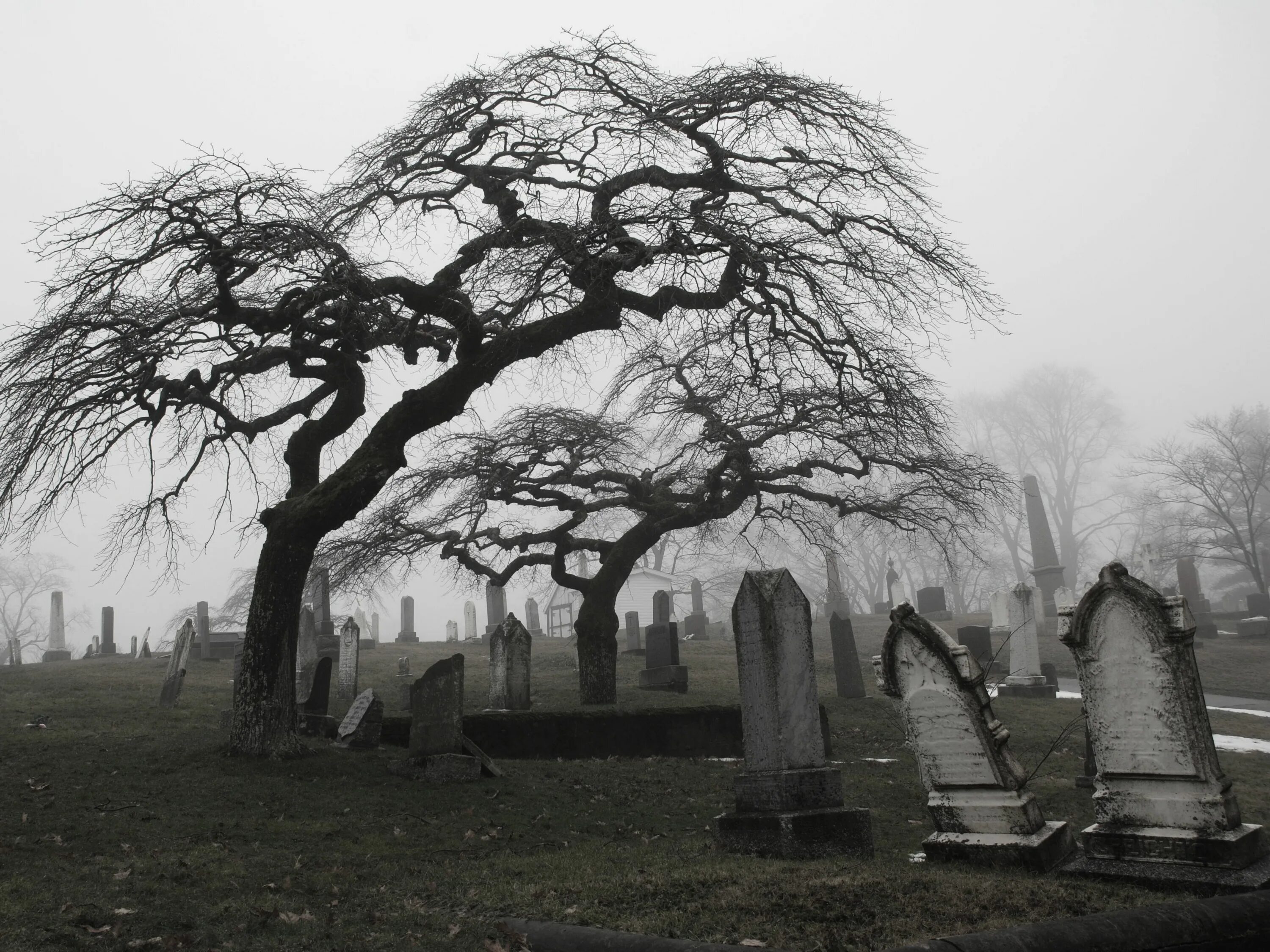 Graveyard лягушка