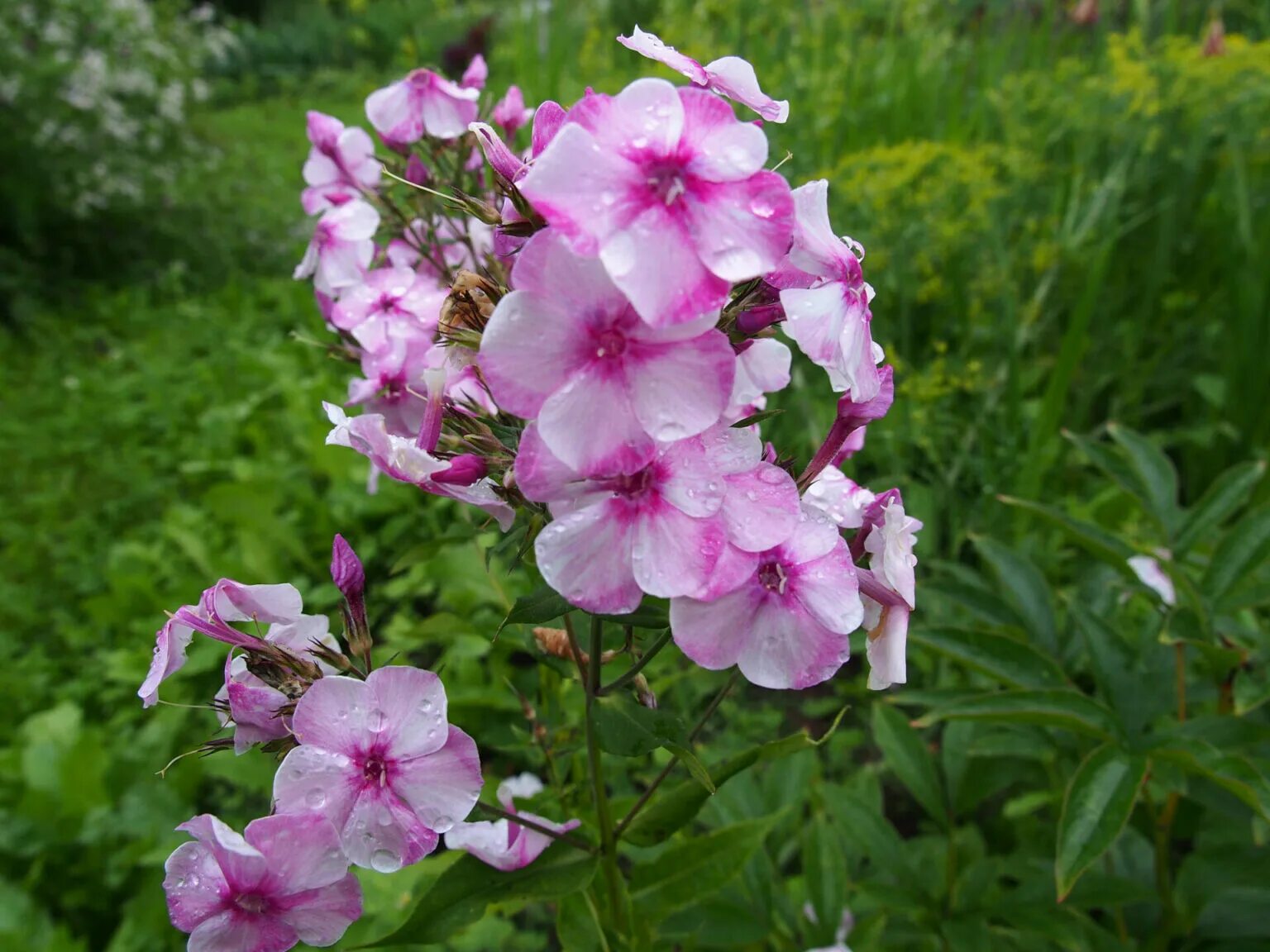 Флокс метельчатый неон флер. Флокс велегож. Флокс метельчатый джоконда. Aon flox актриса. Флокс модница.