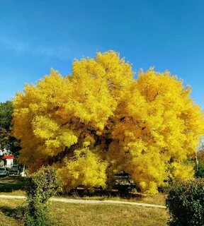 Золотое дерево 6