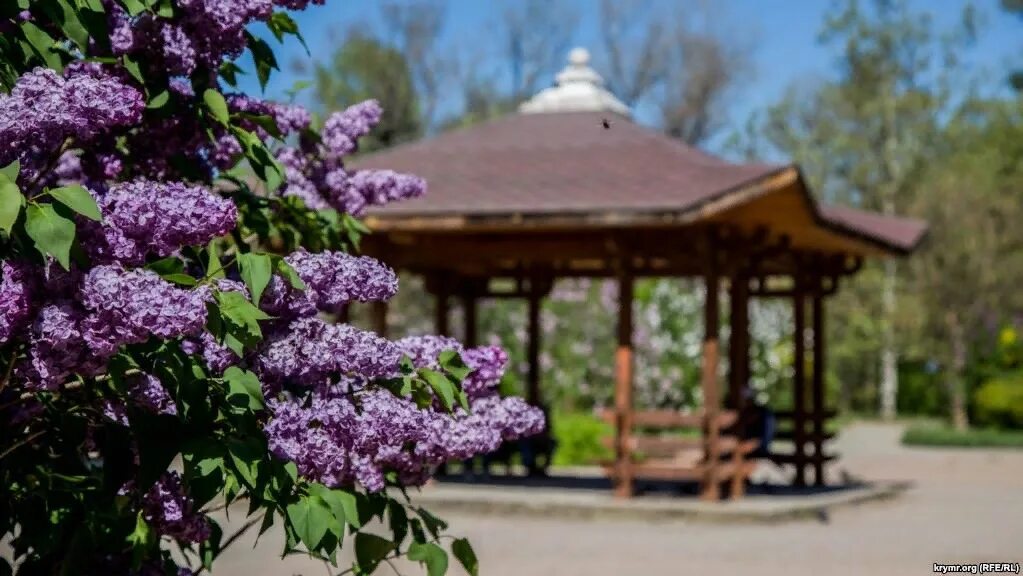 Сиреневый рай. Сирень поль тирион. Сиреневый рай. Фотосессия в цветущих садах. Сирень леди линдсей.