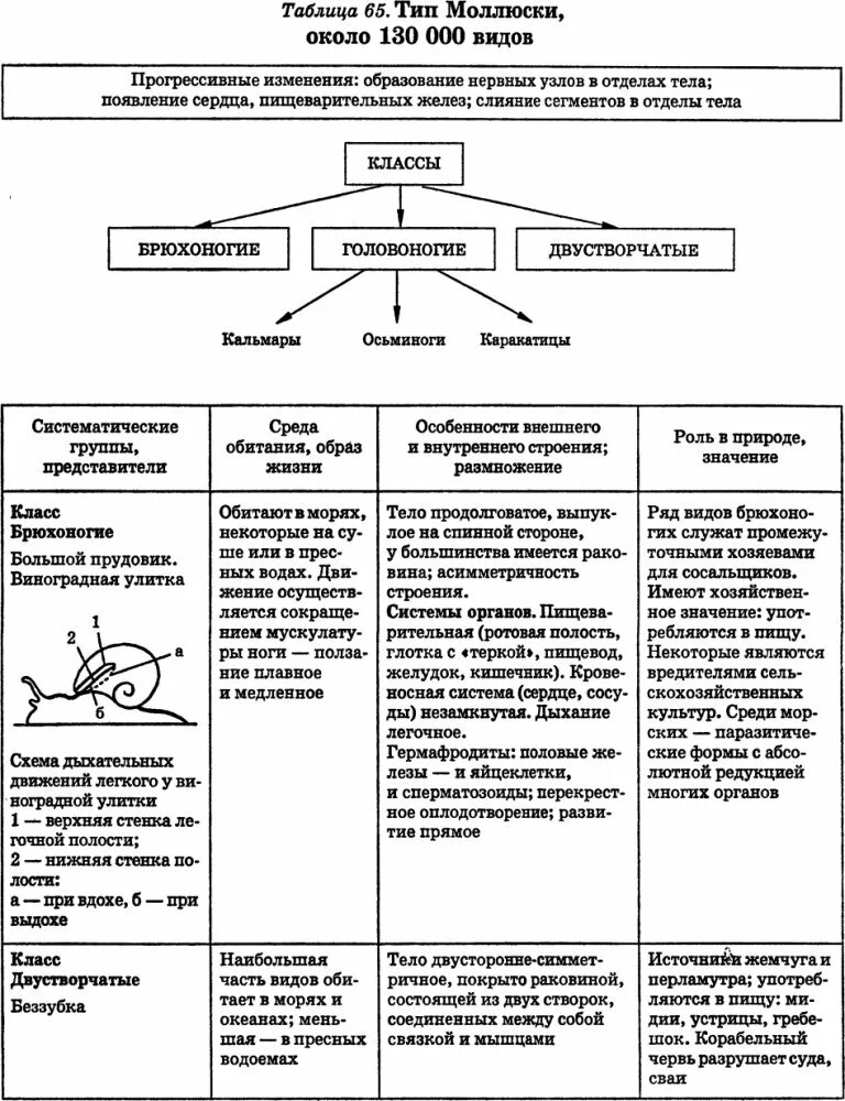 Таблица по биологии 7 класс моллюски. Таблица биология Тип моллюски. Сравнительная таблица «классы типа моллюски». Класс типа моллюски таблица.