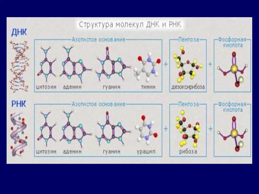 Строение молекулы ДНК И РНК. Структура молекулы РНК. Структура молекулы ДНК И РНК. Структура ДНК И РНК.