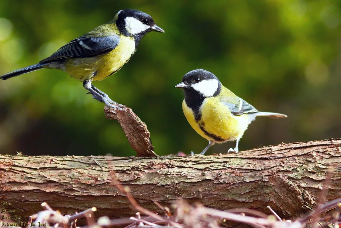 Птичьи посиделки. Птичьи посиделки. Рисунок мир глазами птиц. Придумать название птички. Птичьи посиделки.