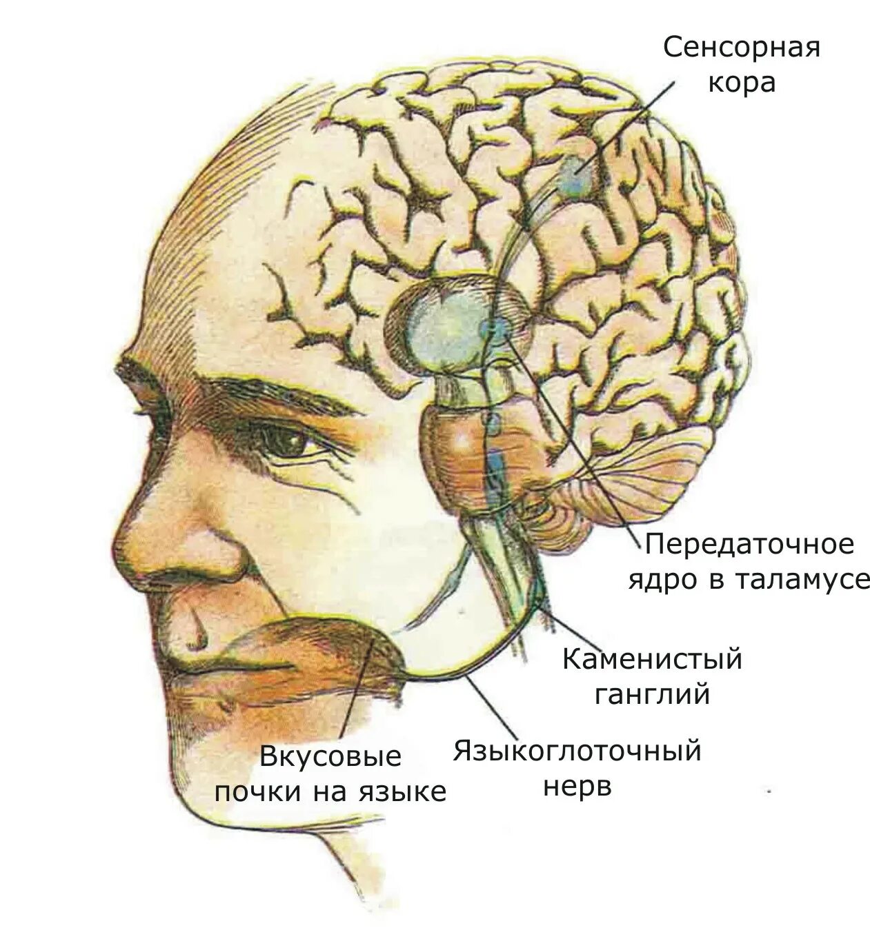 Обонятельные зоны мозга. Вкусовая сенсорная система анализатор. Вкусовая сенсорная система человека. Вкусовая сенсорная система рецепторы. Обонятельный и вкусовой анализаторы мозг.