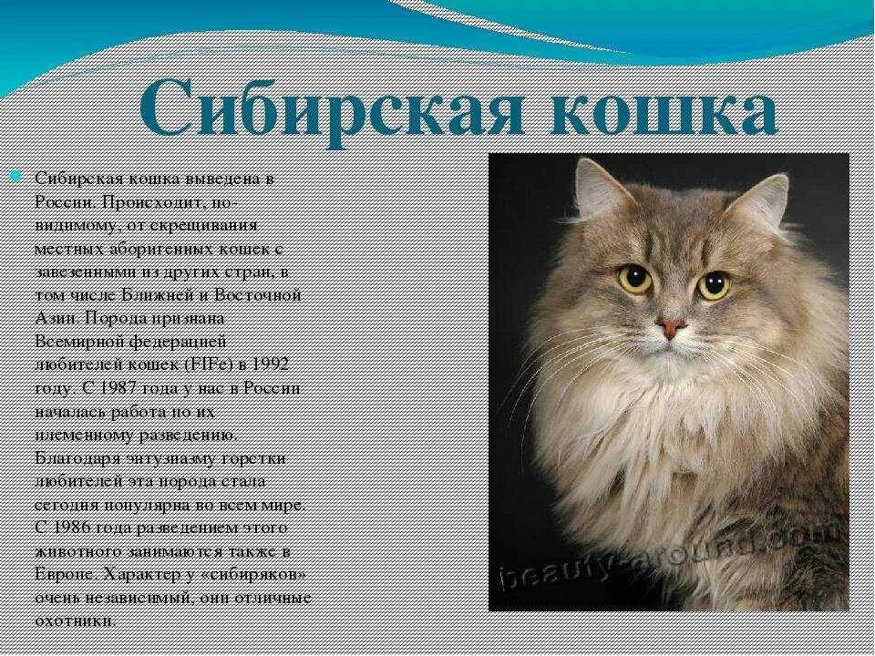 Породы кошек количество. Кот сибирской породы. Сибирская кошка вес. Сибирская кошка информация о породе. Сибирская кошка характер.