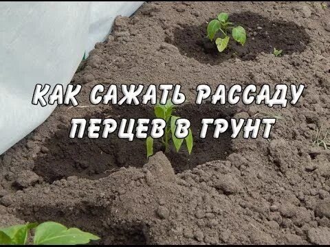 Как высаживать рассаду перца в грунт. Сажаем перцы в открытый грунт. посадка перцев в открытый грунт. высадка перца в открытый грунт. посадка перца в открытый грунт рассадой.