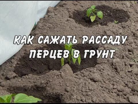 Можно ли перец сажать в открытый грунт. Сажаем перцы в открытый грунт. Посадка перцев в открытый грунт. Высадка перца в открытый грунт. Посадка перца в грунт рассадой.