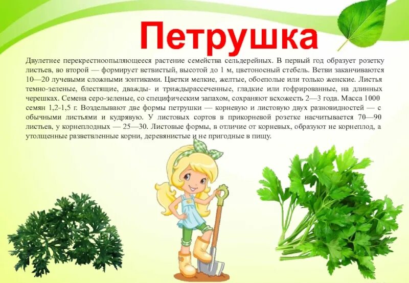 Петрушка это овощ или нет. Петрушка описание растения. петрушка описание. сообщение о петрушки растение. петрушка лекарственное растение.