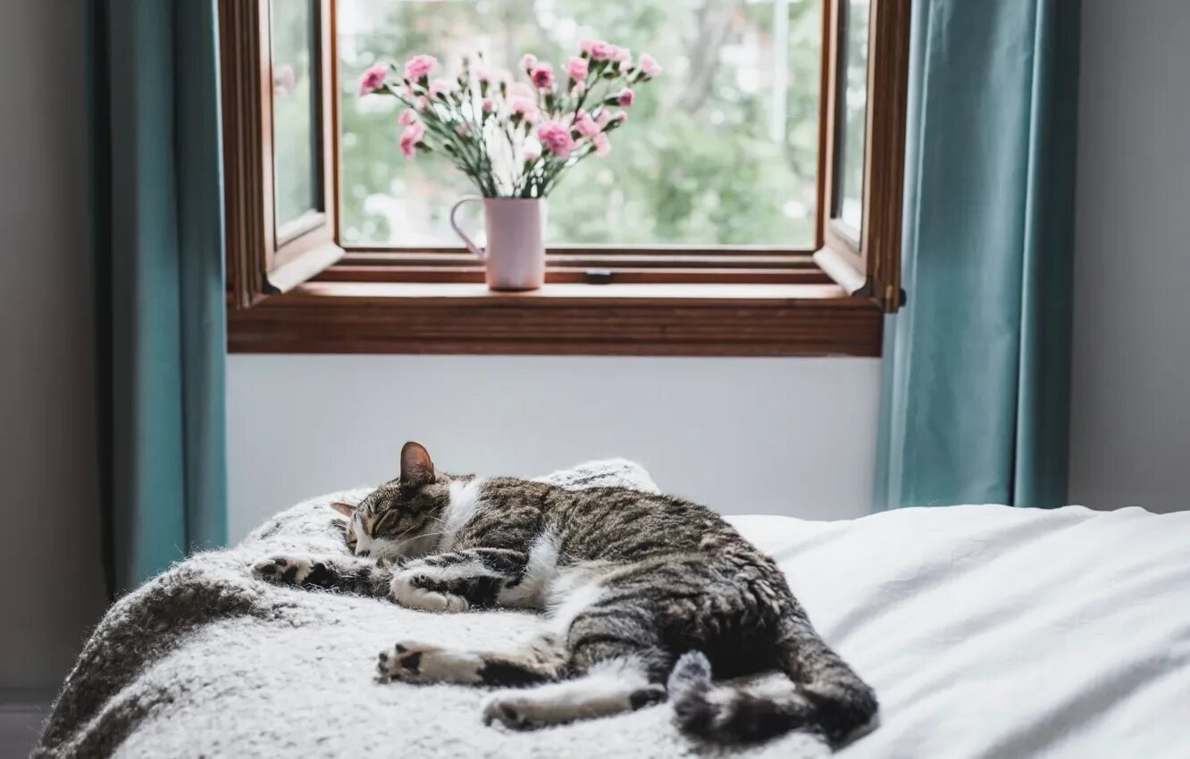 The cat is on the bed. Cat near the bed. cat on bed. cat is near the.