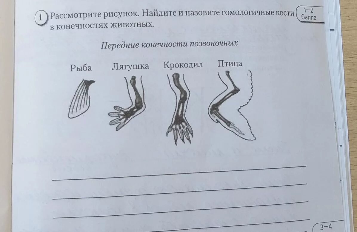 Конечности животных. Гомологичные конечности позвоночных. Типы конечностей животных. Найдите и назовите гомологичные кости в конечностях животных. Рассмотрите рисунки назовите предметы