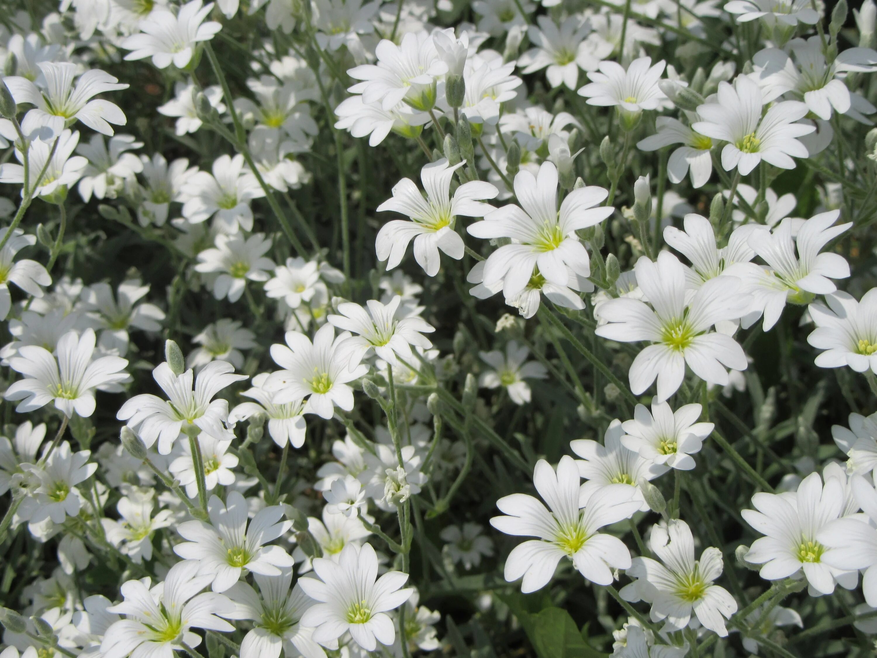 Ноги белый цветок. Белые цветы. Растение с белым цветком. Белые Дикие цветы. Белые плоские цветы.