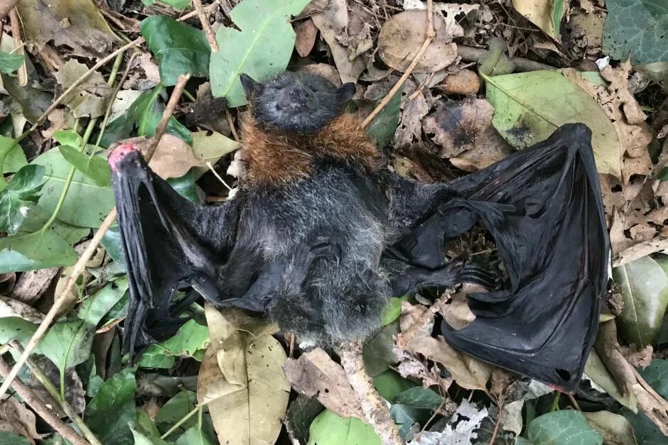 Bat examples. Days after bat.