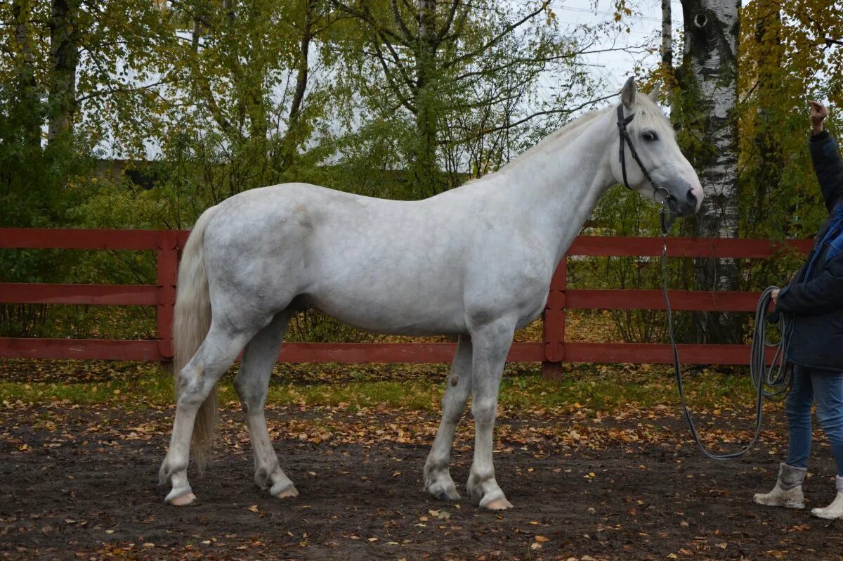 орловский рысак экстерьер. орловский жеребец. орловский жеребец. орловский рысак крепыш. орловский жеребец.