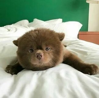 Щенки похожие на медвежат