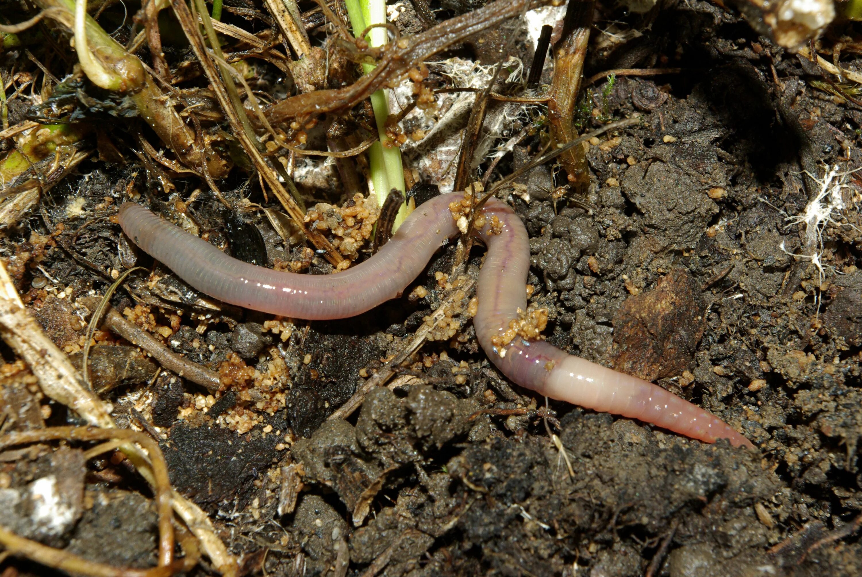 Черви весной. Обыкновенный дождевой червь. Выползок малый – Lumbricus rubellus.