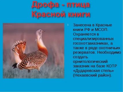 Красная книга список птиц