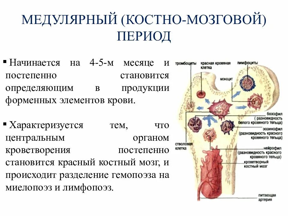 Гемопоэз в Красном костном мозге схема. Красный костный мозг схема. Образование клеток крови в костном мозге. Органы кроветворения и разрушения форменных элементов крови.