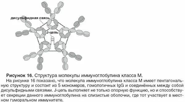 Антитела к иммуноглобулину g. Иммуноглобулин м иммунология. Антитела iga, igm, igg. Молекулярная структура иммуноглобулина m. Igm иммуноглобулин.