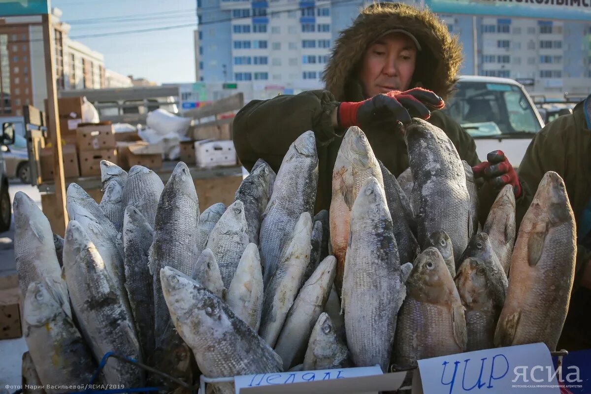 Якут рыба. Рыбы Якутии. Якут с рыбой. Рыба из Якутии. Северная рыба из Якутии.