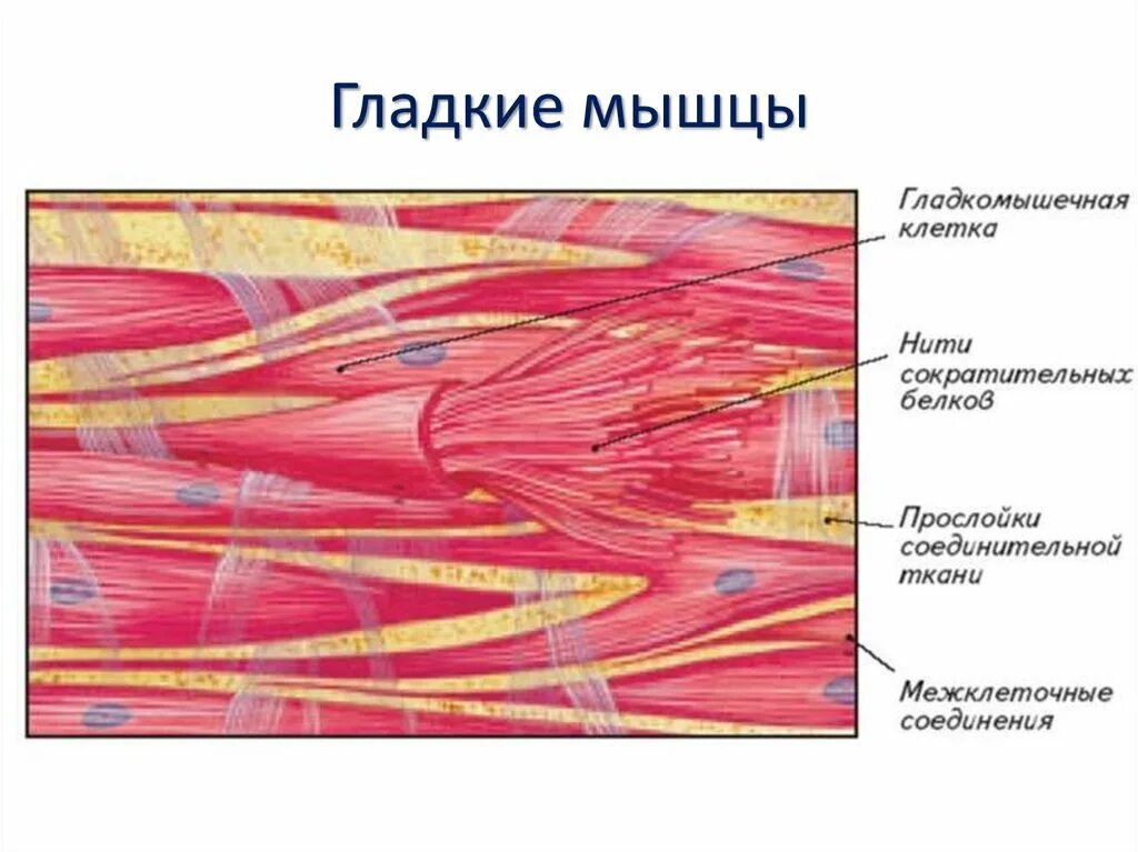 Наличие гладких мышц в стенках желудка. Гладкая мышечная ткань строение. Мышечная ткань клетки волокна. Схема строения мышечной клетки. Схема строения гладкой мышечной ткани.