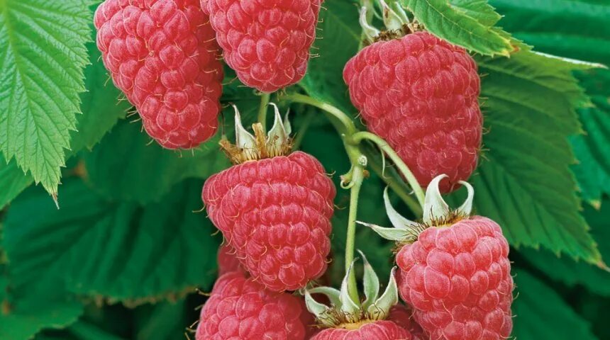 Малина Ремонтантная Геракл (Rubus idaeus) Саженец/30-40 см./2 года/2л/Закрытая (