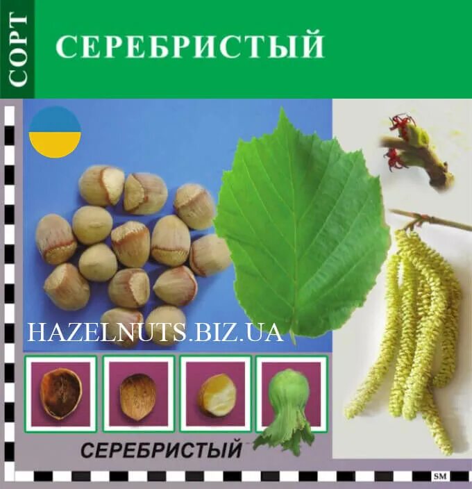 Фундук первенец описание. Фундук кудрявчик. Фундук сортовой. Орешник сорта. Фундук описание.