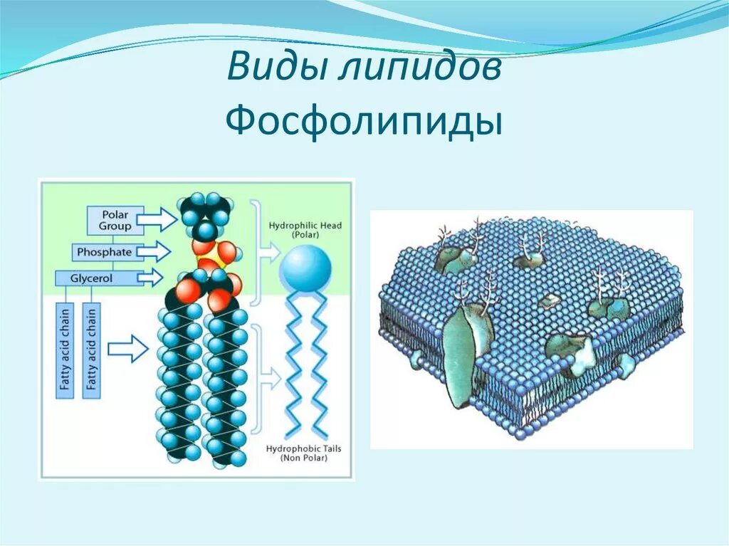 Защитный липид. Строение липидов биология. Жиры липиды строение. Липиды строение сложных липидов. Сложные неполярные липиды.