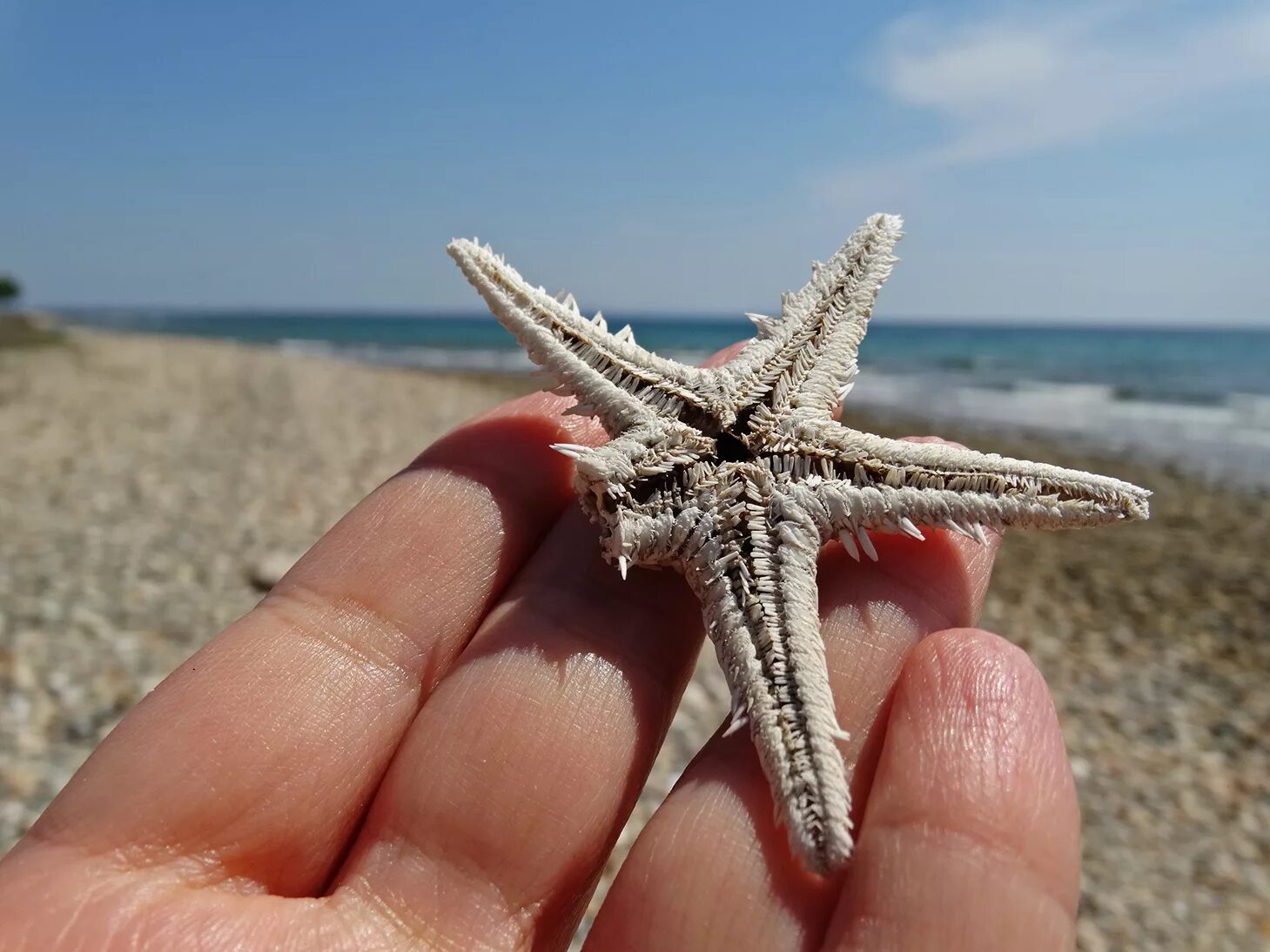 Известковый скелет иглокожих. Морская звезда. Скелет морской звезды. Скелет морского ежа.