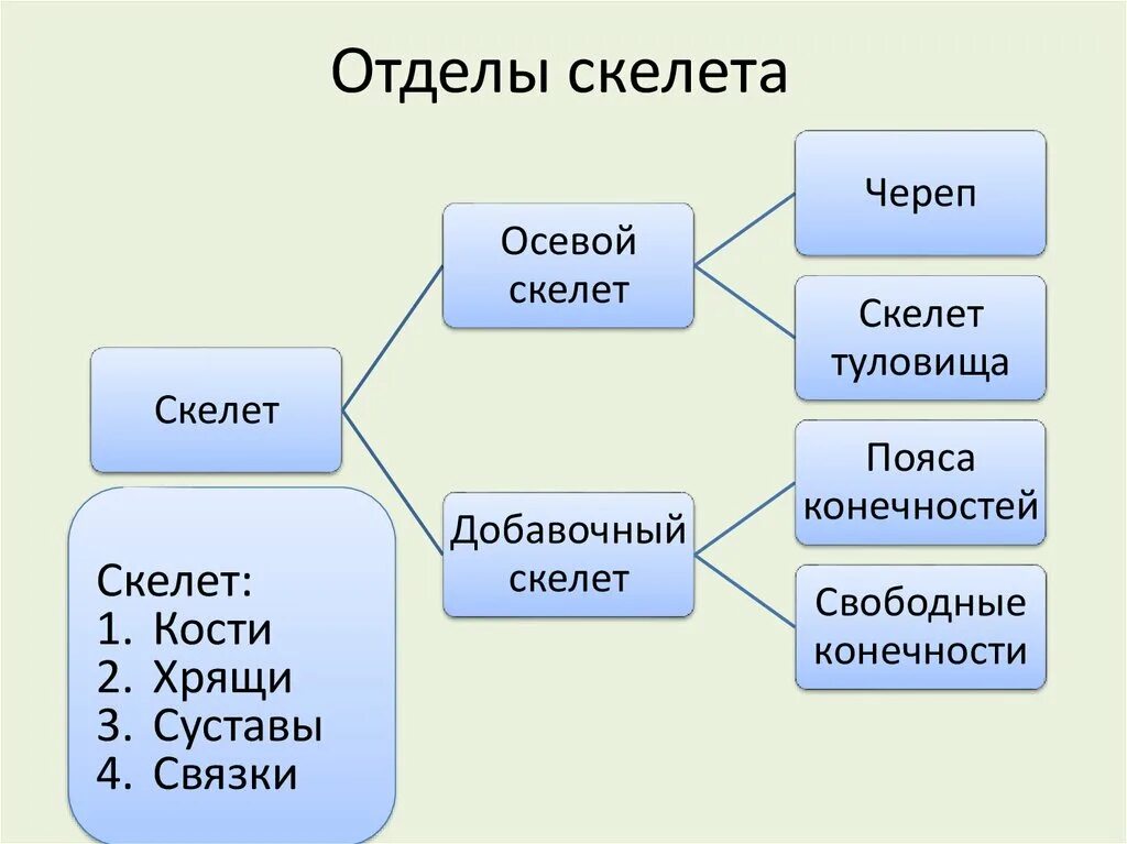 Перечислите отделы скелета. Осевой и добавочный скелет человека. Отделы скелета осевой скелет. Осево Ци доьавочный скелет. Части скелета осевой и добавочный.