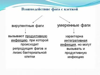 Литические бактериофаги
