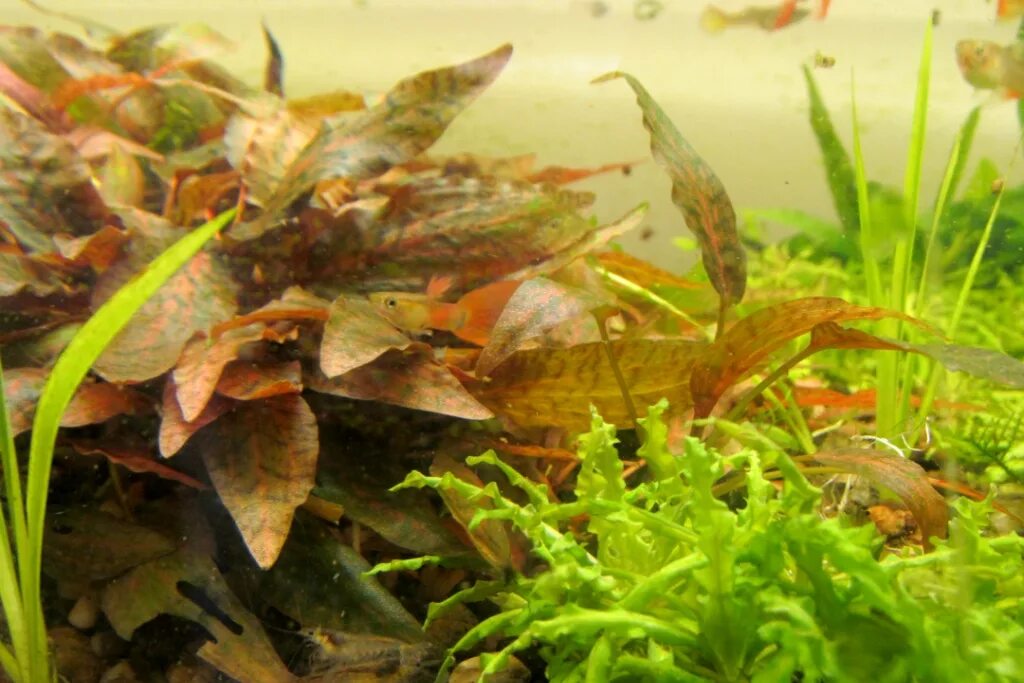 криптокорина нури