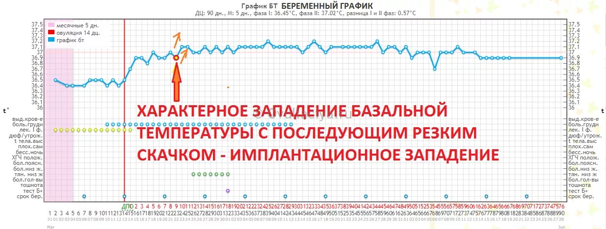 Беременный график базальной температуры при беременности. График беременности базальная температура. Беременность на графике БТ. Графики БТ С овуляцией и беременностью. Температура после овуляции форум