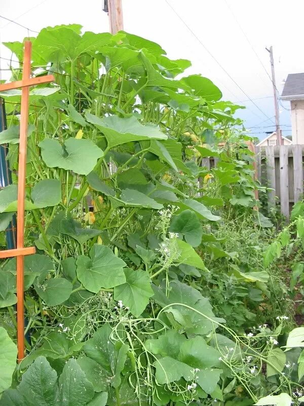 Garden Projects Sitemap and Red Kuri (Hokkaido Orange) or Potimarron pumpkin pag
