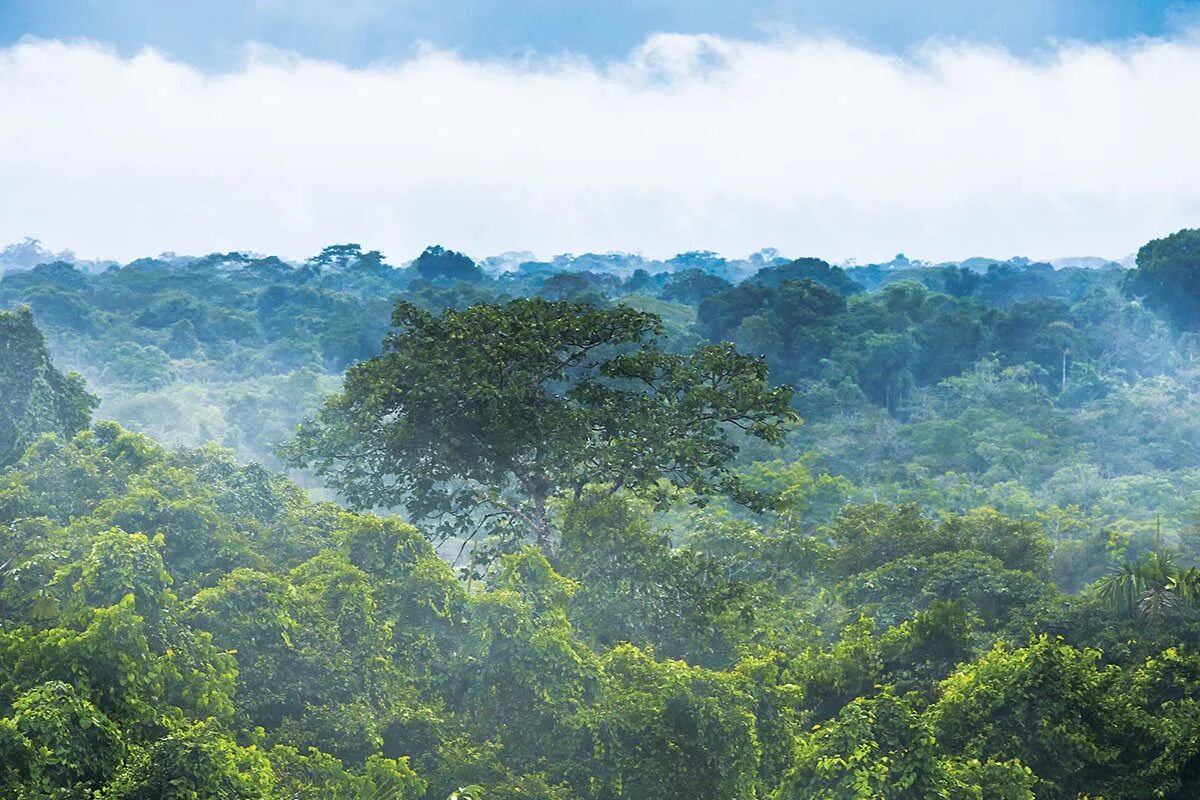 Тропические леса Амазонии. Чунцин тропические джунгли. Амазонские джунгли Хуциев. Джунгли Лопакал Геншин.