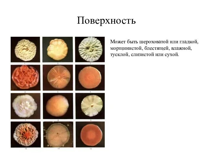 Шероховатый значение. Она может быть гладкой или шероховатой. • модель характера поверхности (гладкий, шероховатый). шерсть поверхность гладкая или шероховатая. камни бывают гладкие и шероховатые.