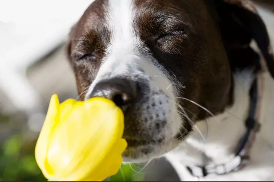 С точки зрения собаки. Собака нюхает цветок. Собака принюхивается. Собачка нюхает цветочек. Смешные цветы.