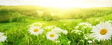 Картинки для группы природа