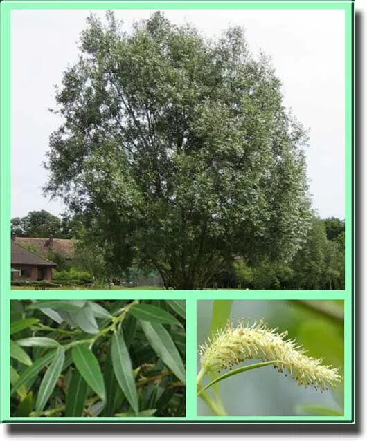 Ива белая ветла. Ветла иначе. Ива белая плакучая тристис. Ива белая (salix alba). Ива белая (salix alba).