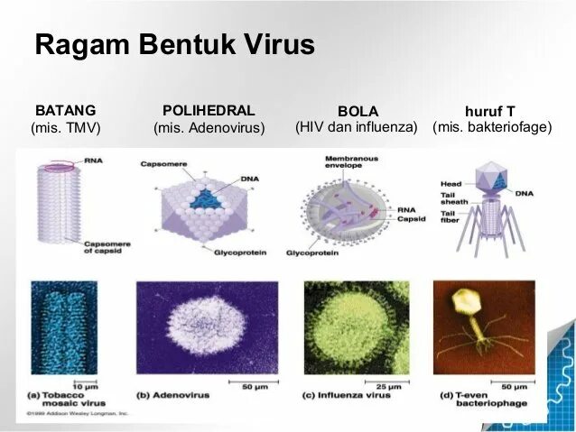 Тест вирусы 5 класс. Образец т вируса. Вирус March 6. T-virus информация. Вирус Марбург строение вируса.