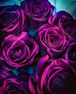 Purple 4