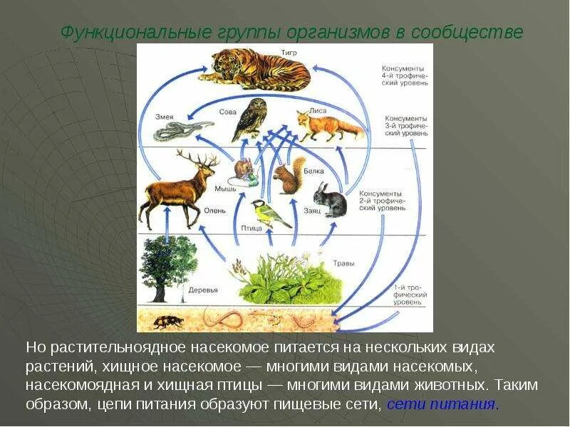 Функциональная часть живого организма. Группы организмов в сообществе. Функциональные группы организмов. Функциональные группы организмов в сообществе. Функциональные группы экосистемы.